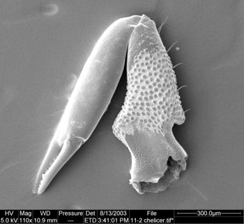 Media type: image;   Invertebrate Zoology 134647
